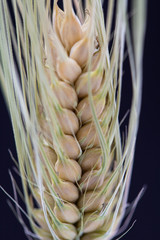 Detail of the barley spike on black background 