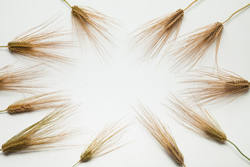 Background of wheat spike on white 