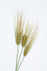 Fototapeta premium Spike of green fresh rye barley wheat isolate
