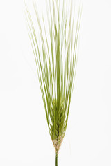 Fototapeta premium Spike of green fresh rye barley wheat isolate
