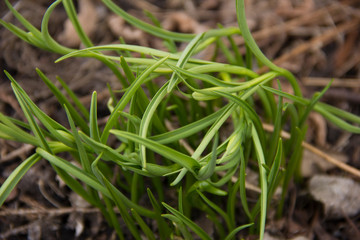 leaves of flowers make their way in spring. The beginning of the growth of flowers. Green leaves
