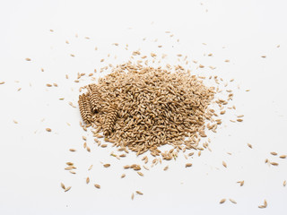 Ears of wheat and wheat grains on white background