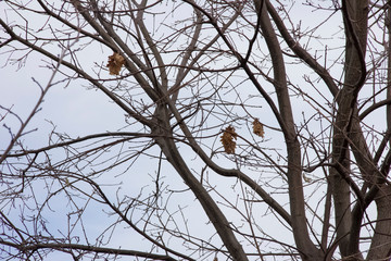 oak branches with a small number of dry leaves against the sky in autumn