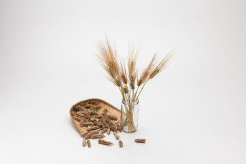 Spike of wheat grains ears