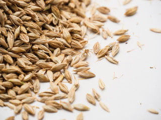 Close up of Ears wheat and grains on white background