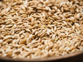 Obraz premium Close up of Ears wheat and grains on white background