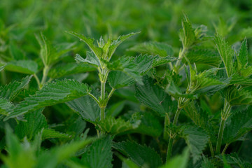 Detailed photo of the little spring green nettle