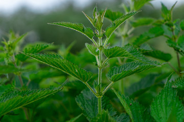 Detailed photo of the little spring green nettle