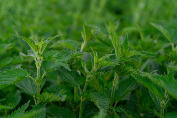 Detailed photo of the little spring green nettle