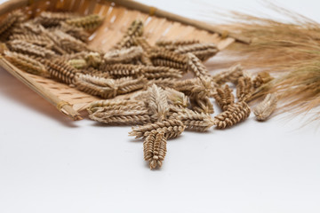 Ears wheat rye barley isolated 