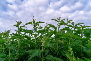 Obraz premium Detailed photo of the little spring green nettle