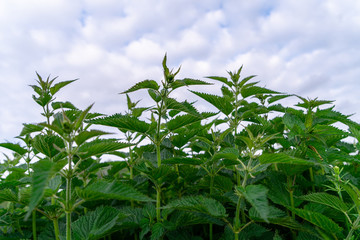 Detailed photo of the little spring green nettle