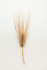  Spike of wheat isolated