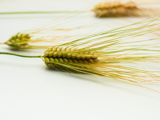 Spike of wheat isolated 