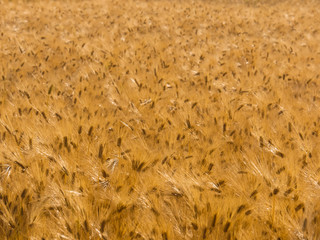 Golden barley field