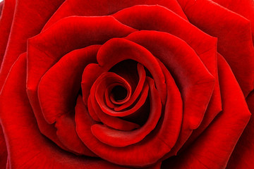 A close up macro shot of a red rose background