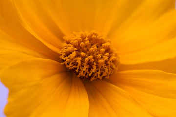  Beautiful close up of yellow cosmos flower
