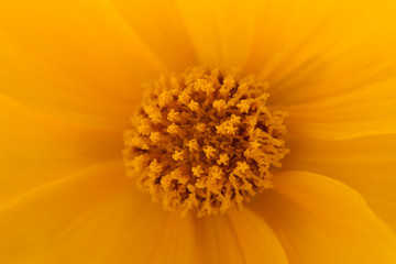  Beautiful close up of yellow cosmos flower