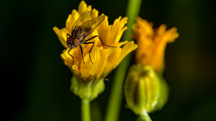 Mosca su fiore giallo