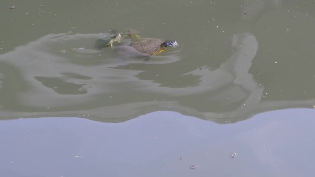 Texas River Cooter, Pseudemys texana swimming in murky waters