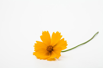  Yellow cosmos flower on white background