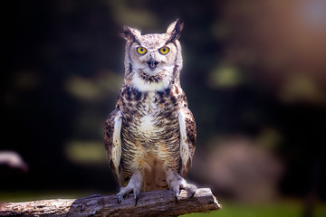 A great horned owl sitting on a tree