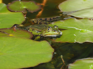 Small green water frog on courtship