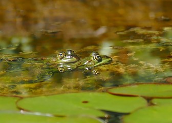 Small green water frog couple on courtship