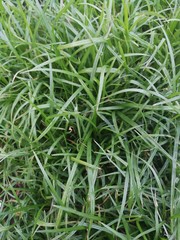 The long, green grass leaves cover the field.