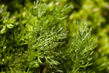 raindrops on the stems and leaves of green grass closeup. Image for background
