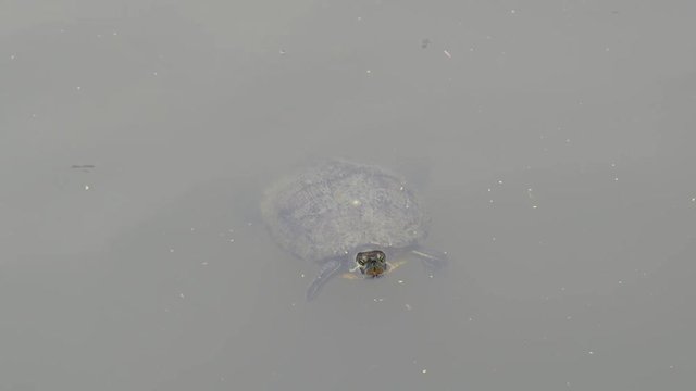 Texas River Cooter, Pseudemys texana swimming in murky waters