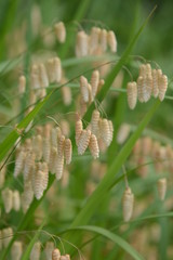 Big quaking grass (Briza maxima)