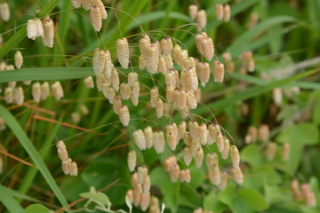 Big quaking grass (Briza maxima)