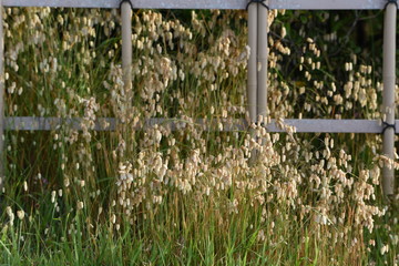 Big quaking grass (Briza maxima)