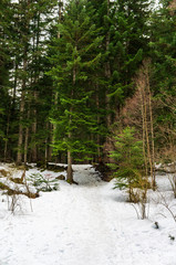 Fir forest with snow covered ground