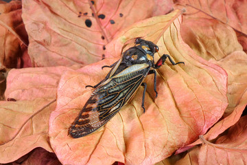 Cicada : Blue butterfly-wings cicada (Distantalna splendida) is a cicada species from southeast Asia (Thailand, Myanmar and India) Butterfly cicadas with broad multicolor wings.