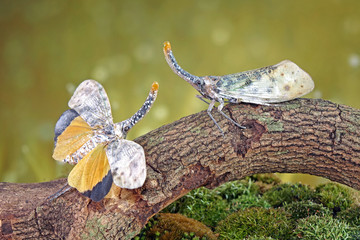 White wing Lantern-fly (Pyrops astarte) is a species of planthopper, found in Southeast Asia, and also known as Red nose lantern bugs. Lanternflies : The unicorns of the insect world. Beautiful insect