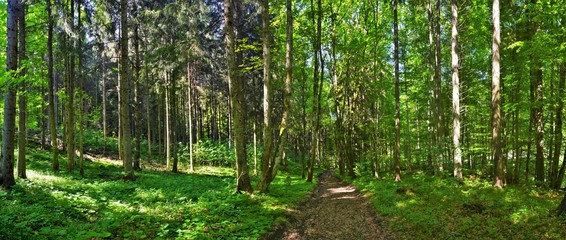 Naklejka premium panoramic landscape in a pine forest