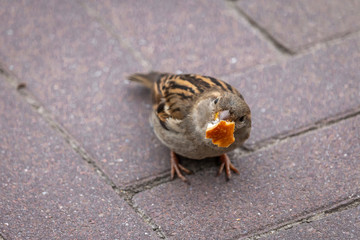 little funny sparrow eating bread in the city, the Netherlands
