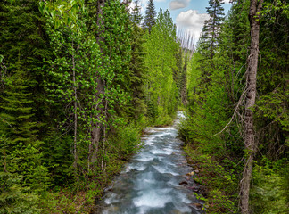 Canyon Creek as it Flows Down Stream