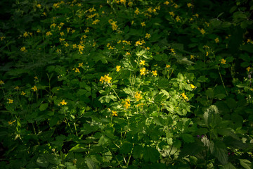 General view of the plant Chelidonium majus (commonly known as greater celandine, nipplewort, swallowwort, tetterwort)