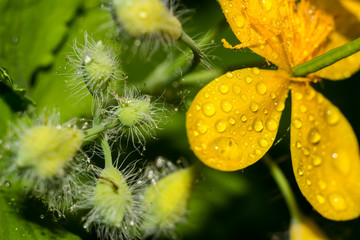 Bright yellow flowers of the plant Chelidonium majus (commonly known as greater celandine, nipplewort, swallowwort, tetterwort), closeup