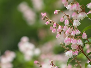 サラサウツギの花