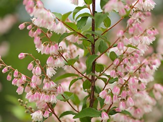 サラサウツギの花