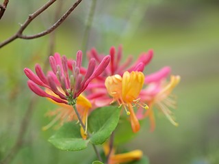 ハニーサックルの花