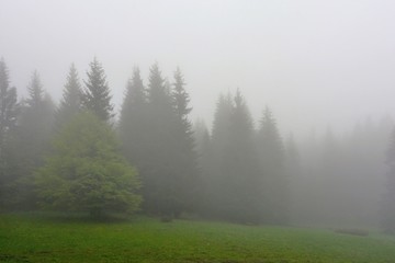 Fir forest seen through the fog