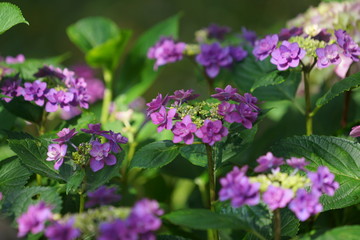鎌倉の紫陽花
