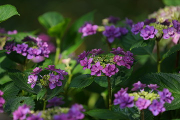 鎌倉の紫陽花