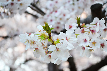 Sakura at spring in Japan