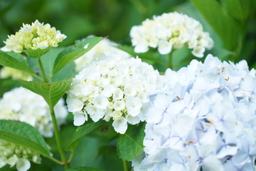 6月の鎌倉のお寺